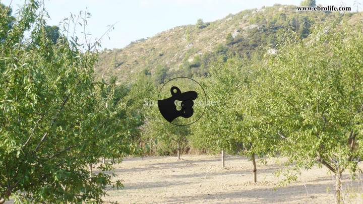 other in Calaceite, Teruel, Spain